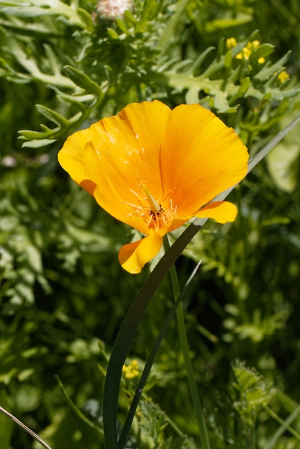 Jardin Botanique de la Bastide-028